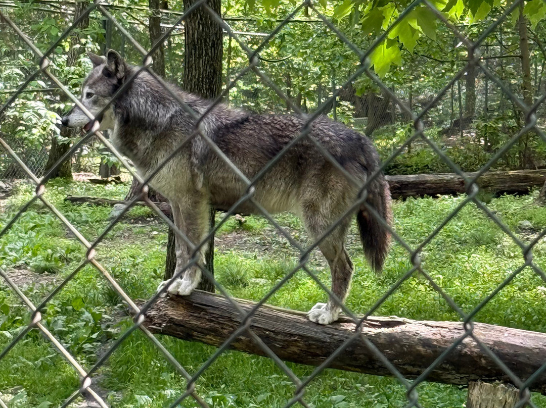 Lakota Wolf Preserve景点图片