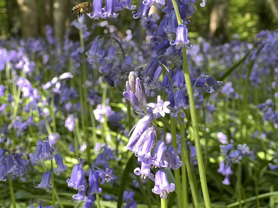 Arlington Bluebell Walk景点图片