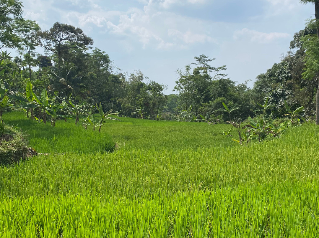 Bogor Halimun National Park Tour-茂物必去景点