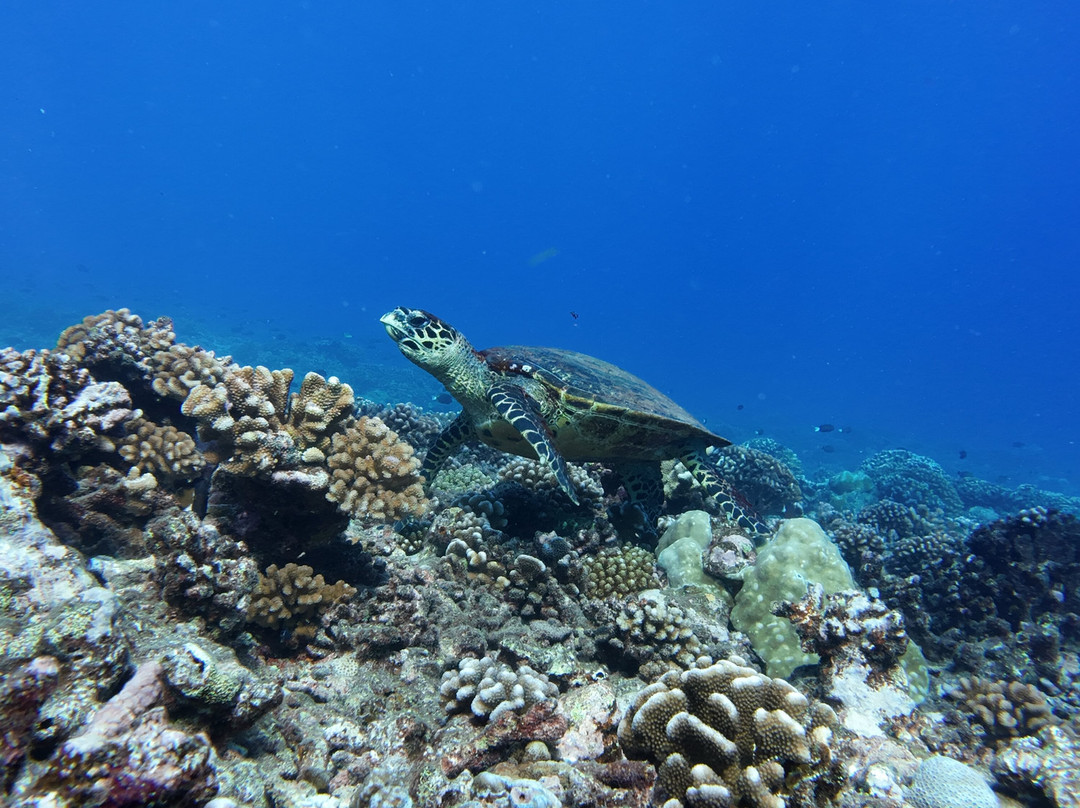 Tahiti Plongée Passion景点图片