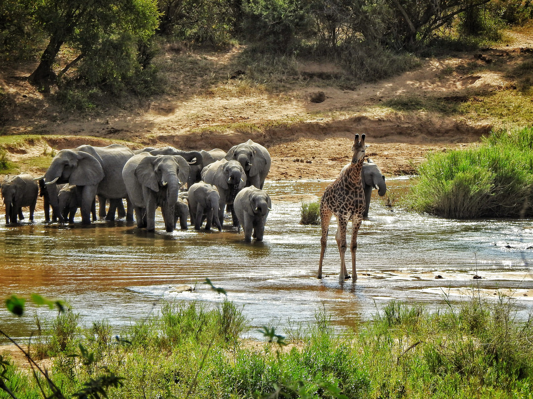 The Kruger Safari Co.-司库库札必去景点
