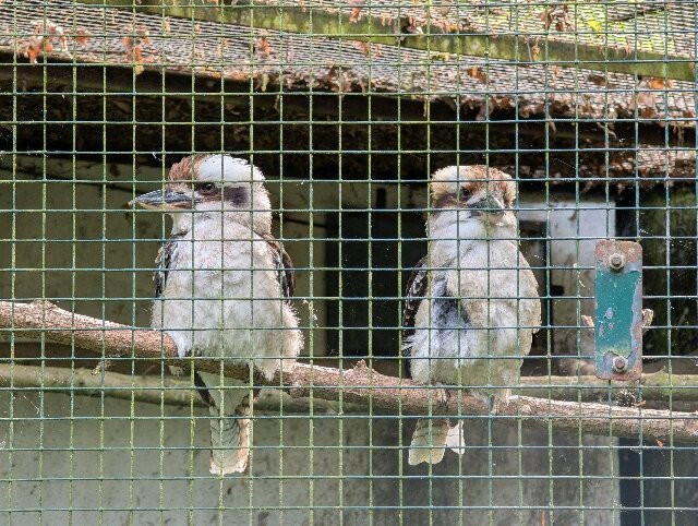 Tierpark Cottbus-Cottbus必去景点