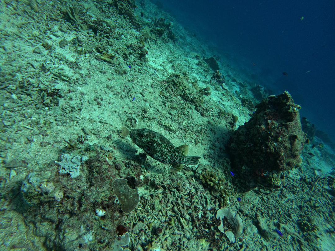 DSM Dive - Gili Trawangan景点图片