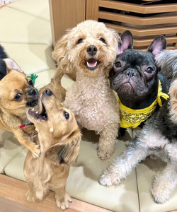 Puppy Cafe Rio Kamakura Komachidori景点门票图片