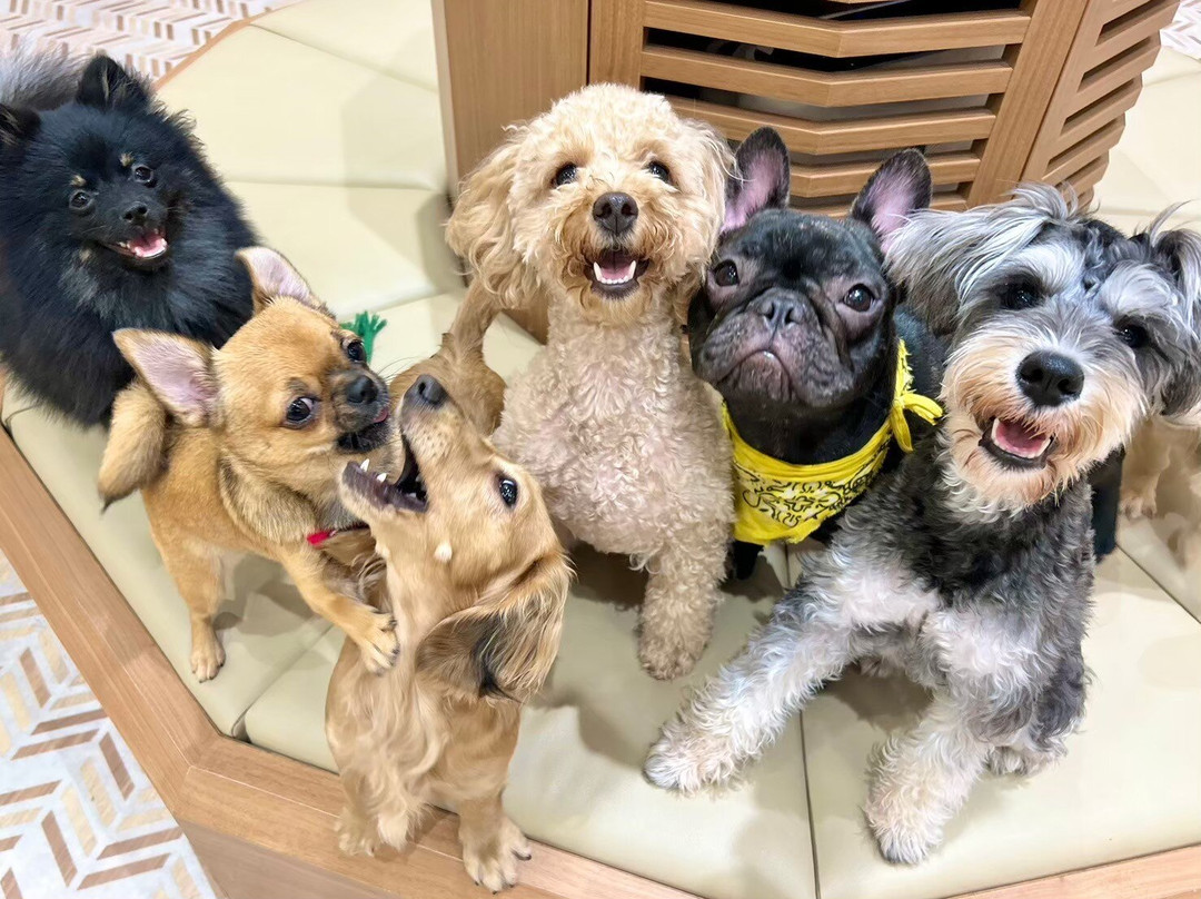 Puppy Cafe Rio Kamakura Komachidori-镰仓市必去景点