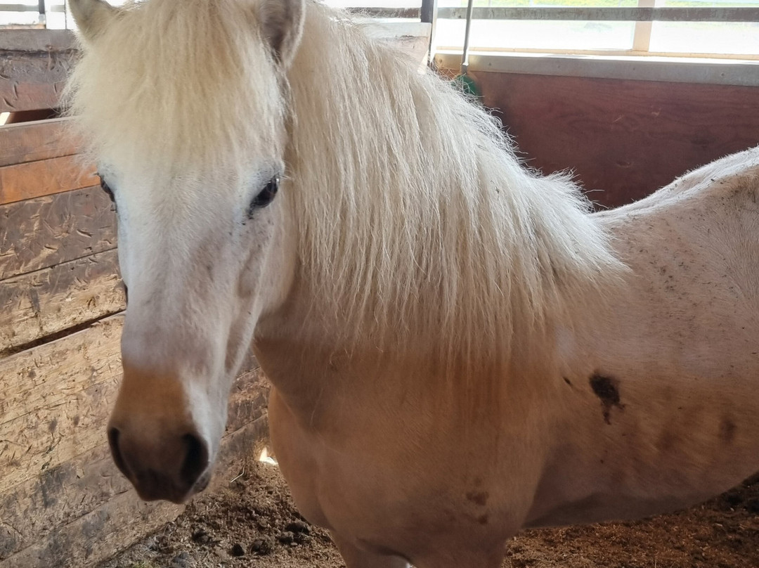 Sturlureykir Horses/Visiting HorseFarm景点图片