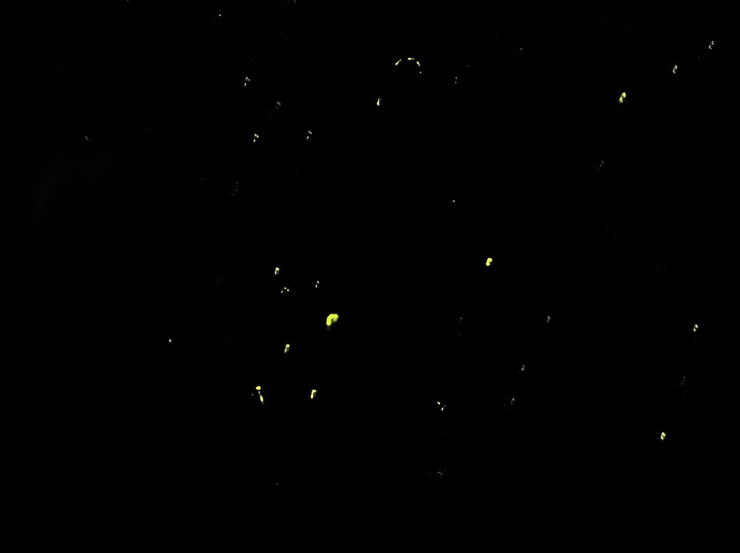 Matang Mangrove Forest Reserve-Kuala Sepetang必去景点