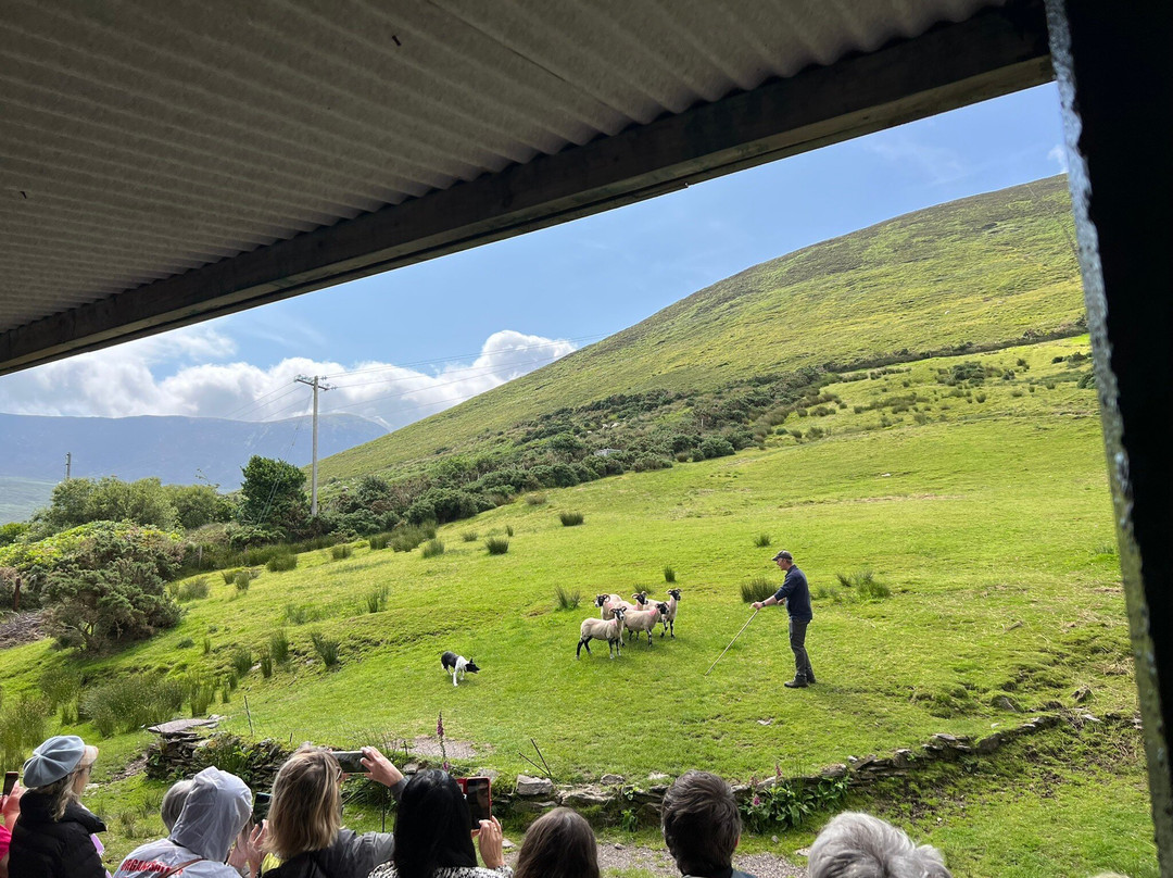 Kells Sheepdogs Ring of Kerry-Kells必去景点
