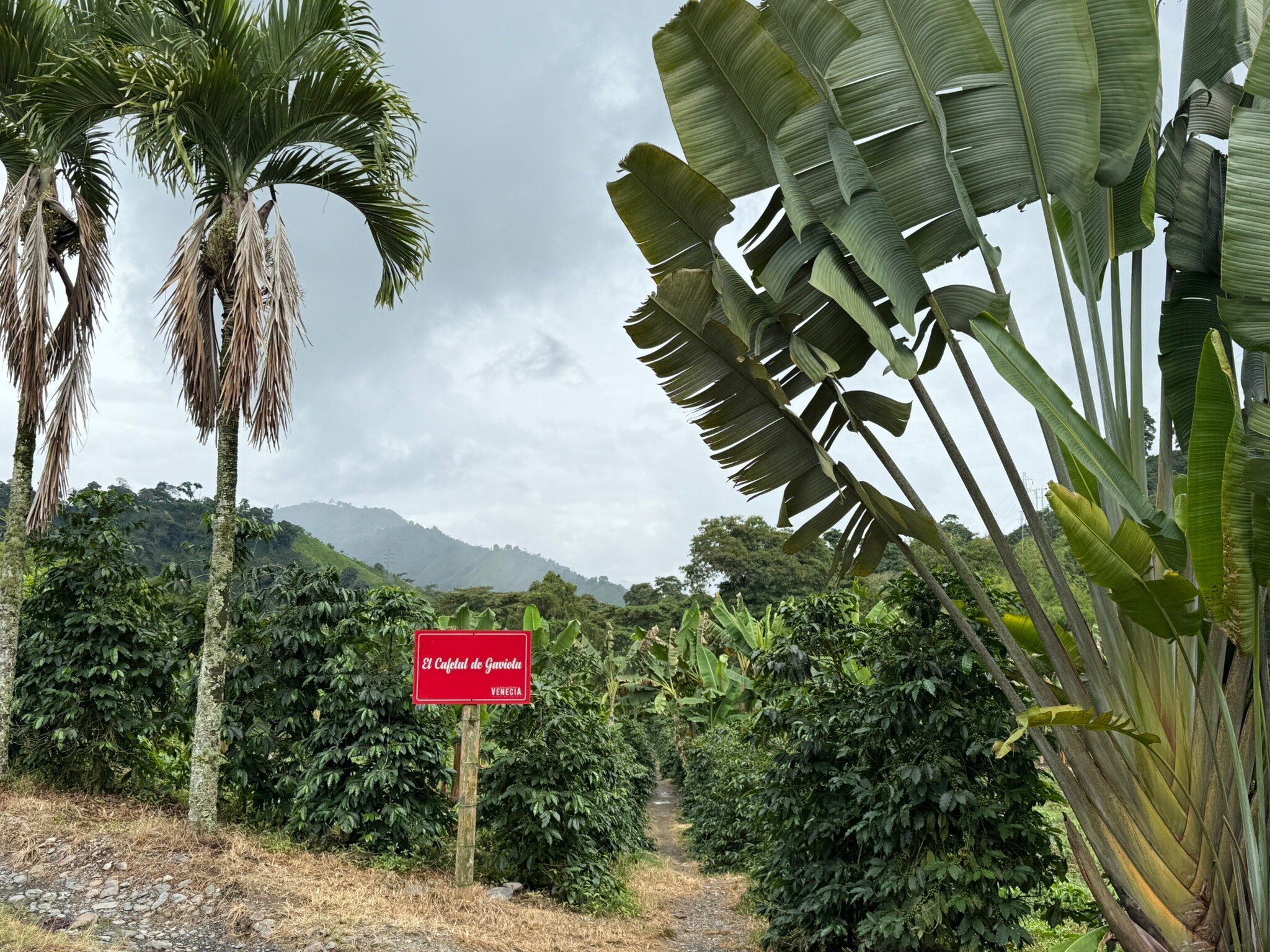 Hacienda Venecia Coffee Farm-官方