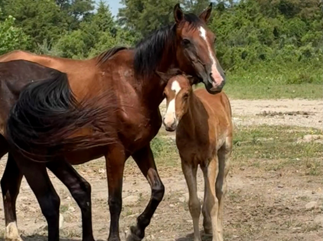 Appalachian Horse Project
