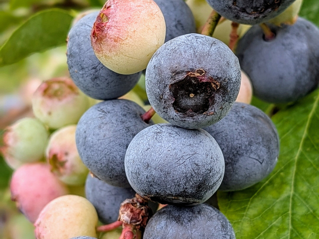 Red Dog Ridge Farms-Rogersville必去景点