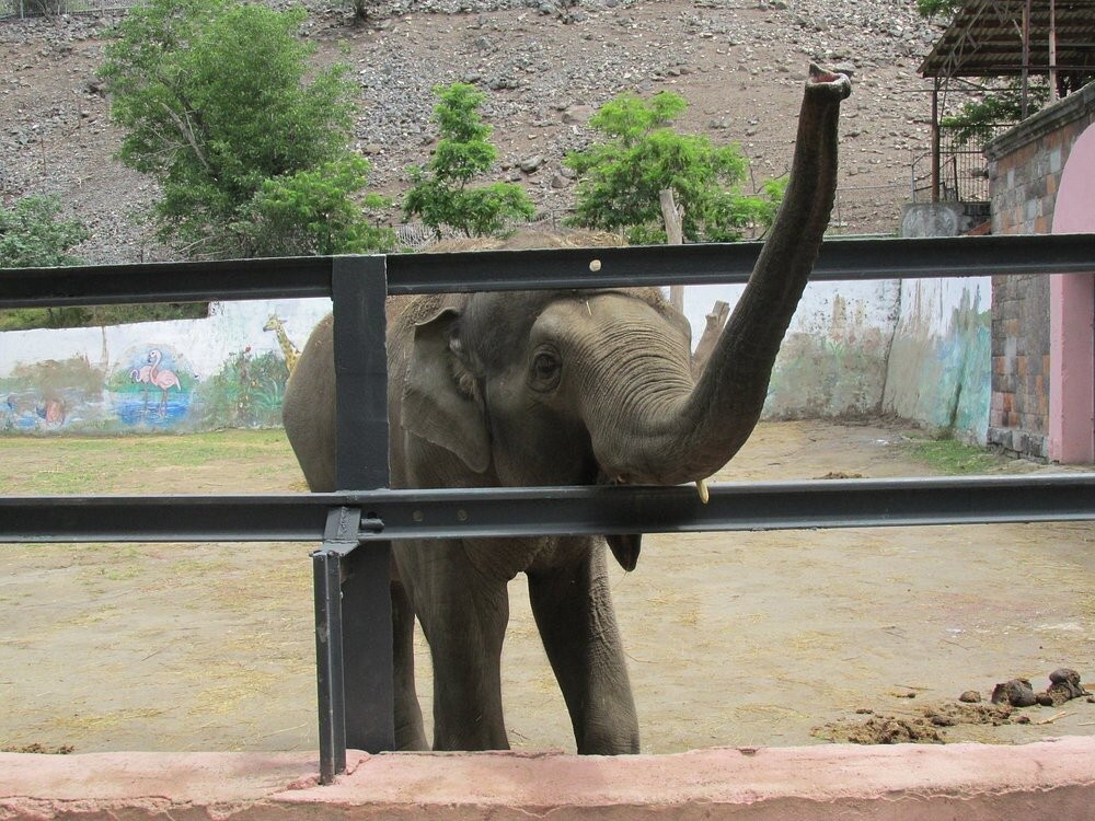 Yerevan Zoo-埃里温必去景点