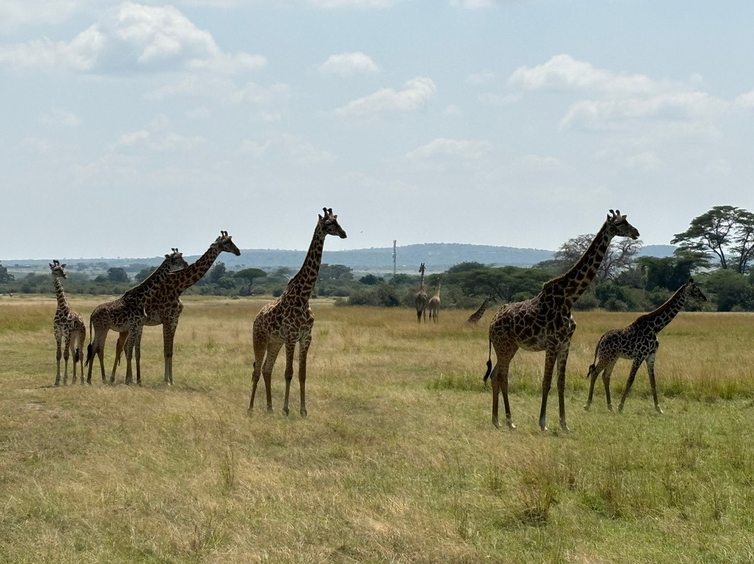 Motherland Adventures Kenya-内罗毕必去景点