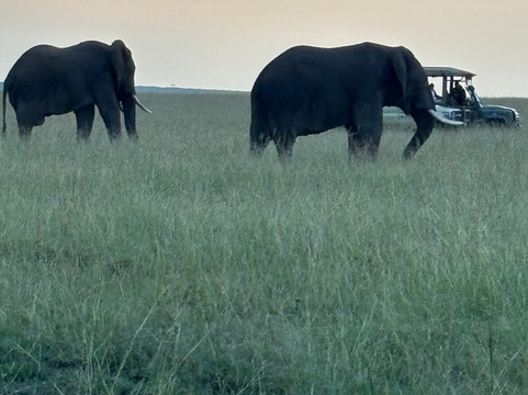 Motherland Adventures Kenya-内罗毕必去景点