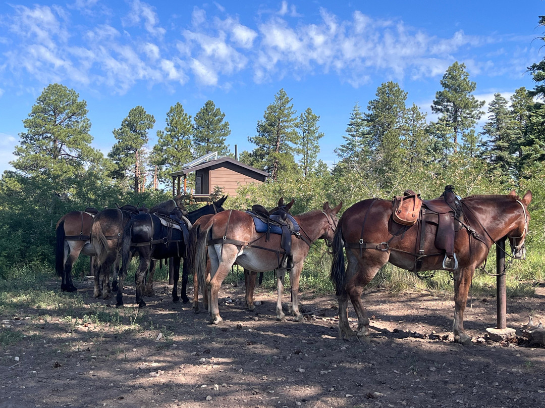 Canyon Trail Rides-大峡谷国家公园必去景点