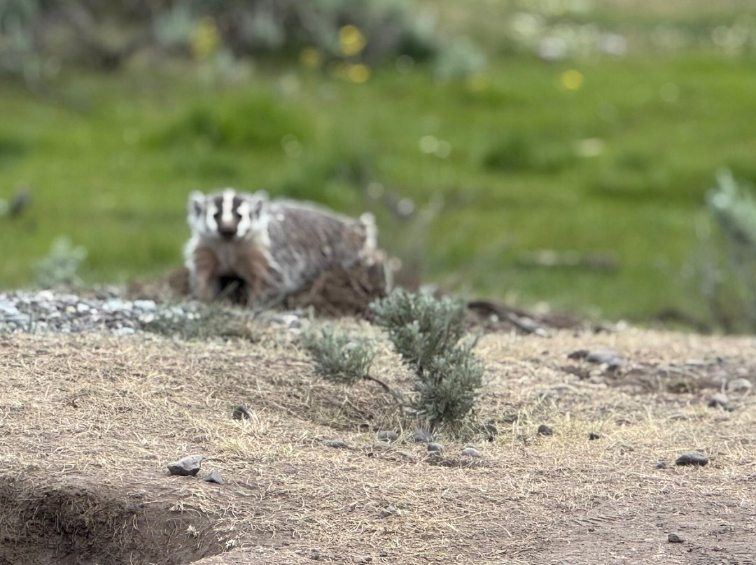 Yellowstone Hiking Guides-黄石国家公园必去景点