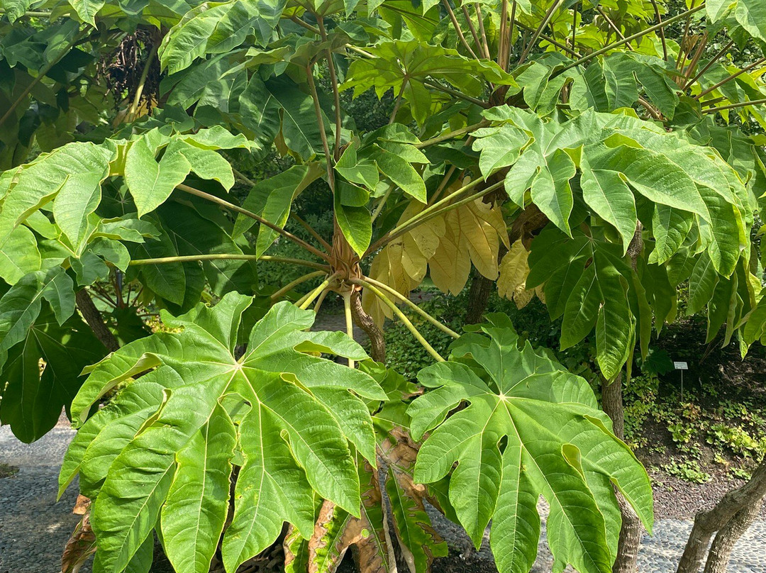 Hortus Botanicus Leiden-莱顿必去景点