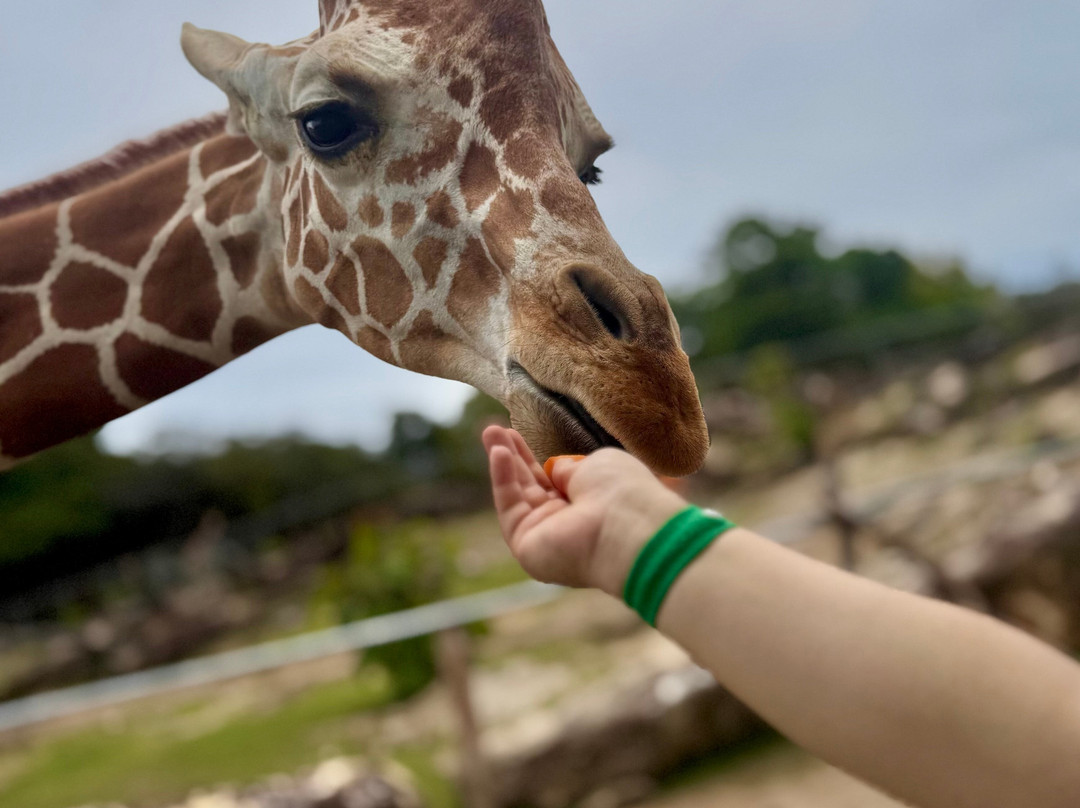Costa Rica Monkey Tours -  Day Tours-萨玛拉滩必去景点