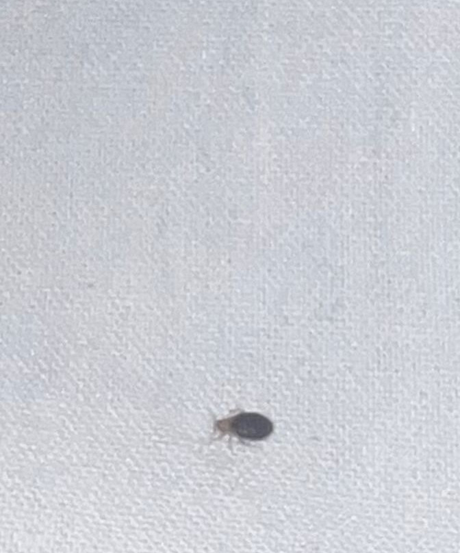 San Nicolas El Real主图