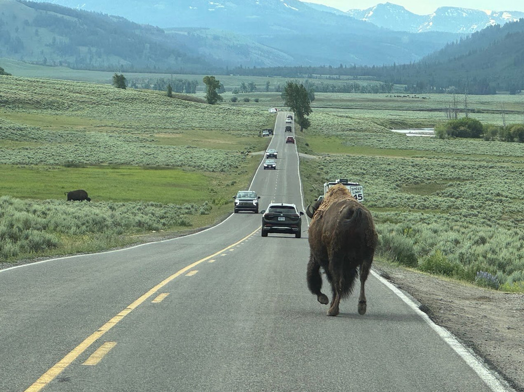 Wake Up to Wildlife Tour-黄石国家公园必去景点