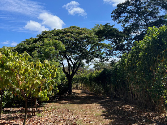 Kamananui Cacao Orchard Tour-瓦胡岛必去景点