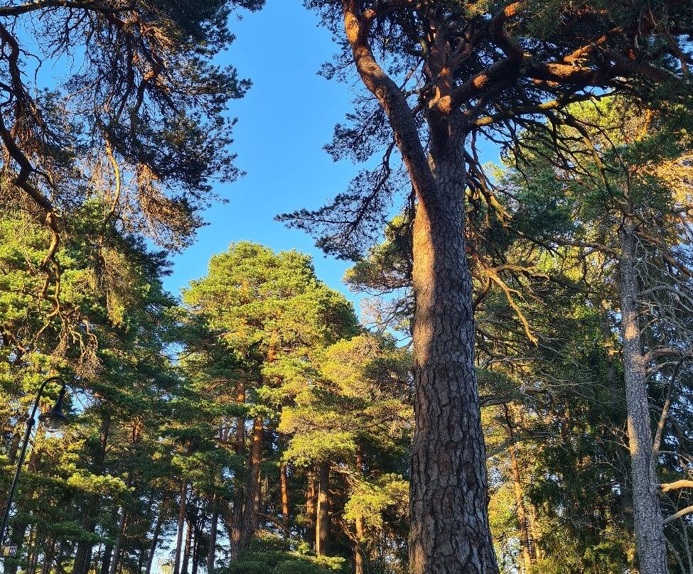 Boulognerskogen City Park-Gävle必去景点