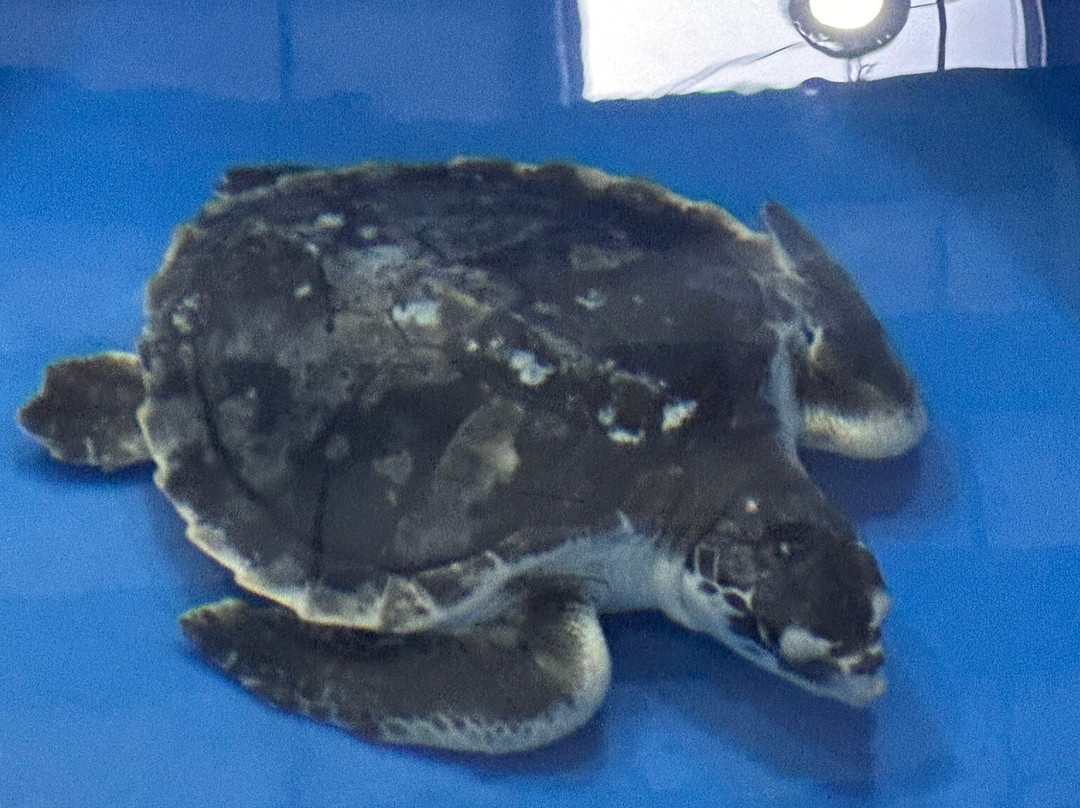 The Karen Beasley Sea Turtle Rescue and Rehabilitation Center-Surf City必去景点