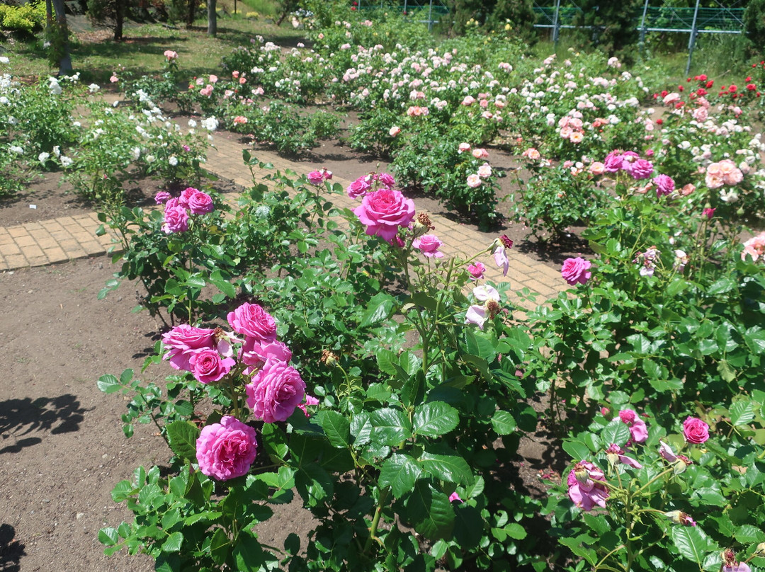 Iwamizawa Service Area Outbound-岩见泽市必去景点