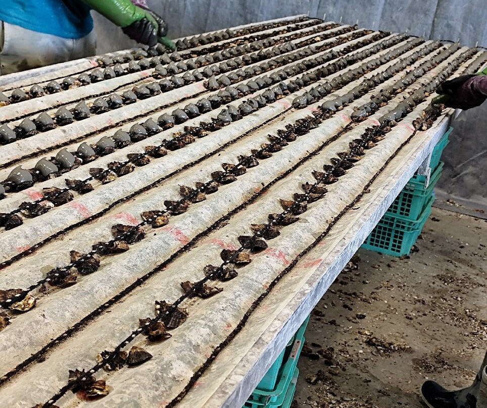 Sanchez Huitres-Loupian必去景点