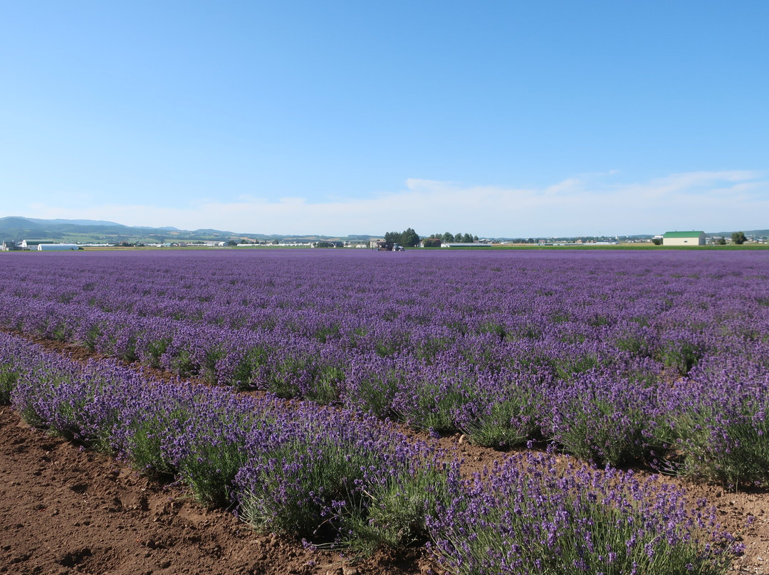 Farm Tomita Lavender East-上富良野町必去景点