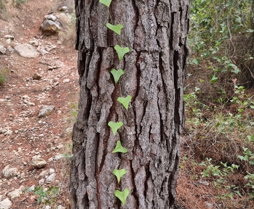 Puig Campana-Finestrat必去景点