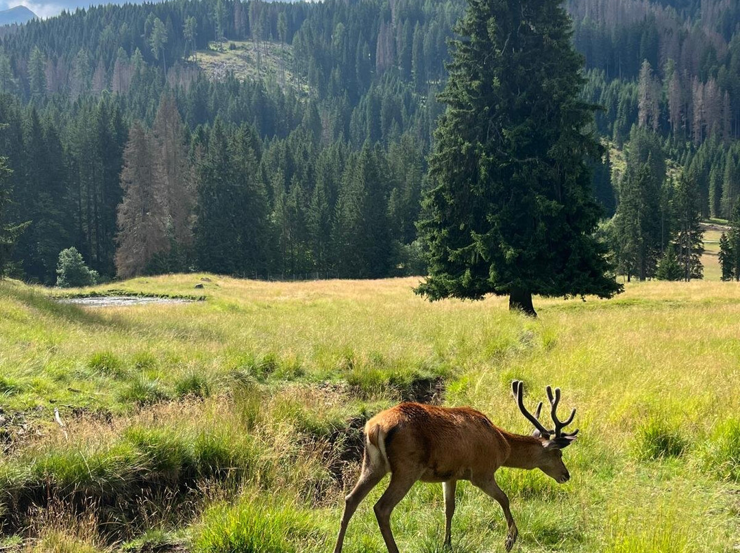 Centro visitatori di Paneveggio-Paneveggio必去景点
