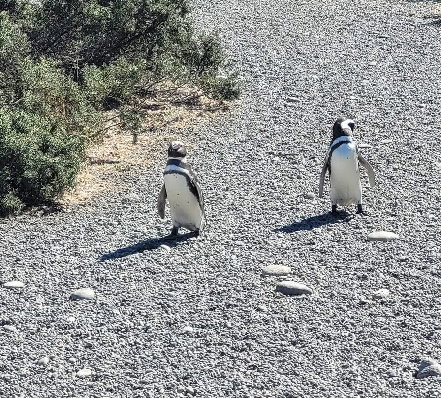 Punta Tombo-Dos Pozos必去景点