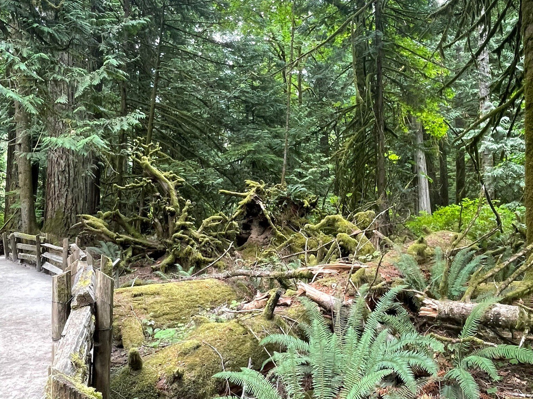 Cathedral Grove-艾伯尼港必去景点