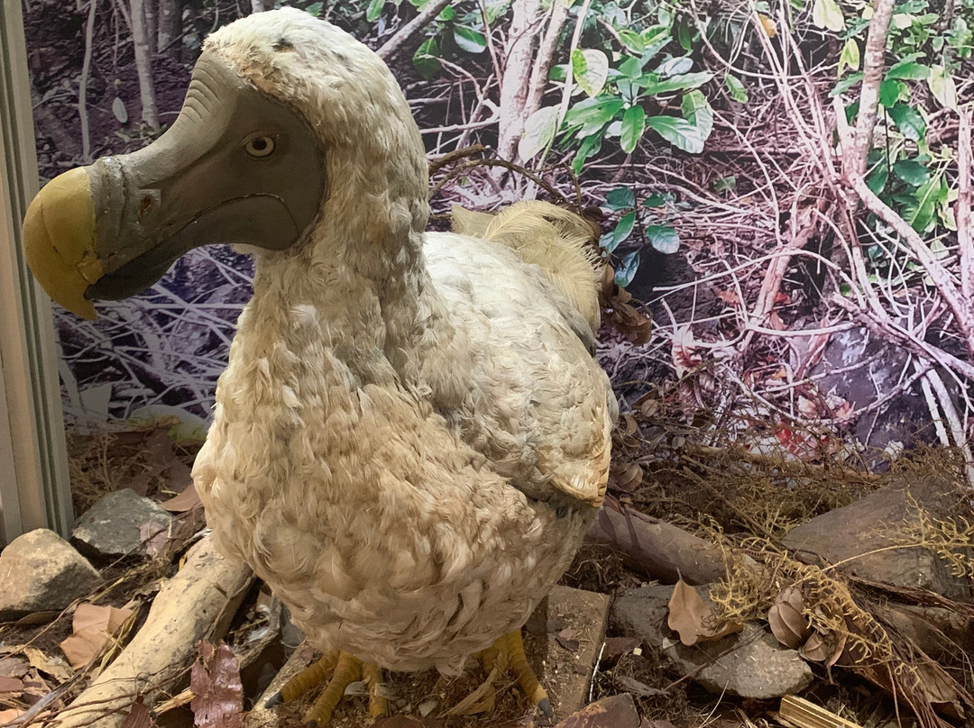 Natural History Museum-路易士港必去景点