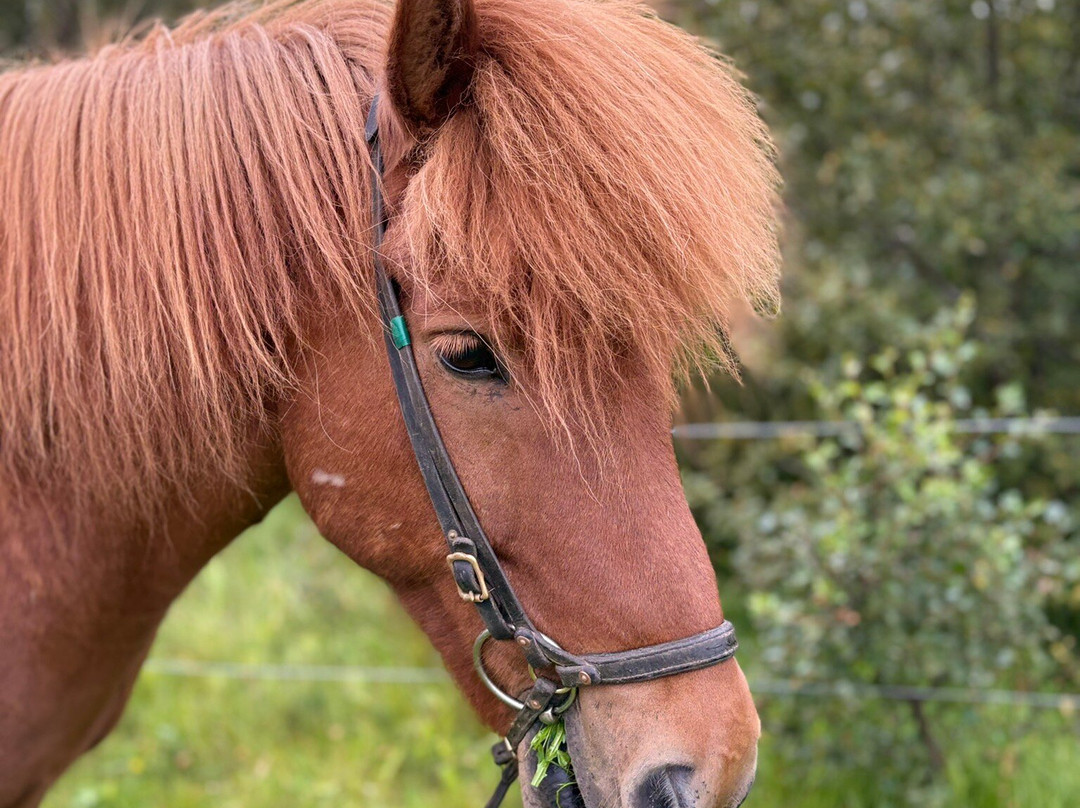 Tvistur Horse Rental-Dalvik必去景点