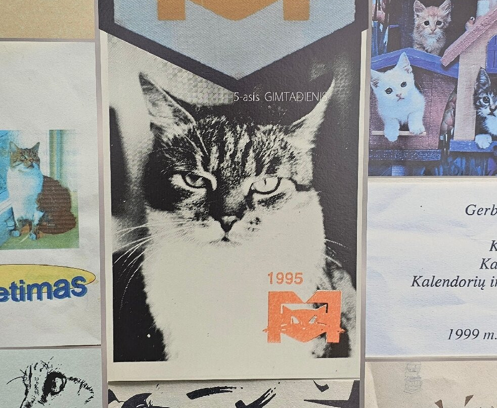 The Cat Museum-希奥利艾必去景点