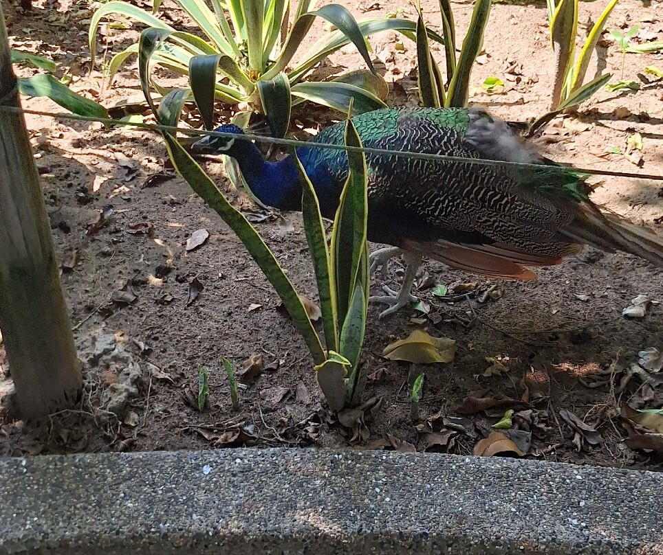 Zoológico De Barranquilla-Barranquilla必去景点