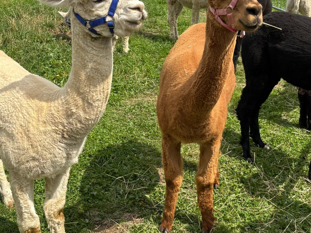 Beacon Alpacas-Husthwaite必去景点