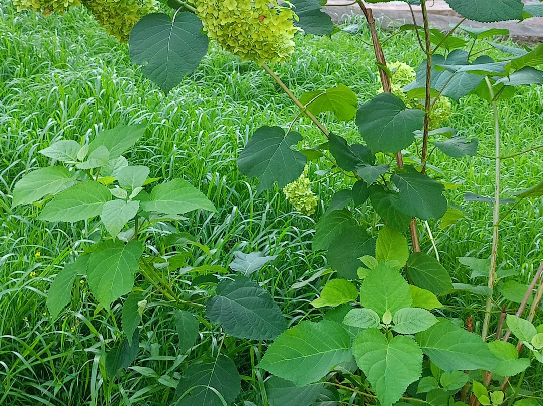 Botanical Garden-Institute-海参崴必去景点