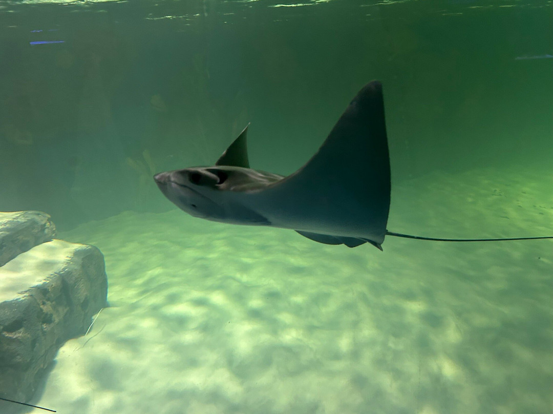 Legasea Aquarium & The Reptarium-Utica必去景点