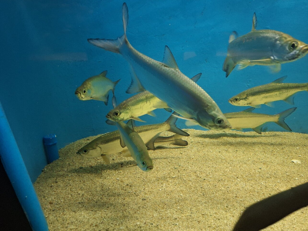 Acuario Mundo Marino-圣玛尔塔必去景点