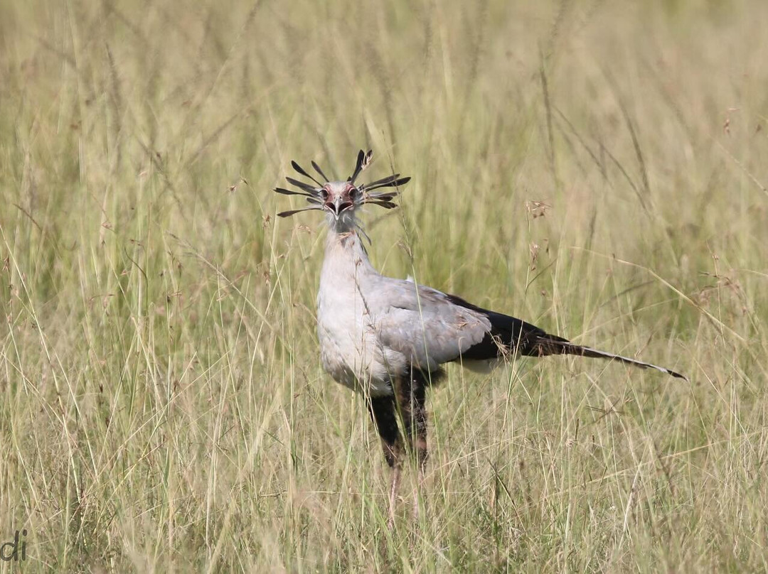 Dawn In Africa Safaris - Day Tours-内罗毕必去景点
