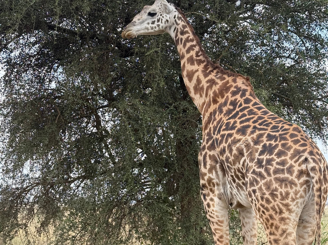 Tazama Africa Tours and Safari-阿鲁沙国家公园必去景点