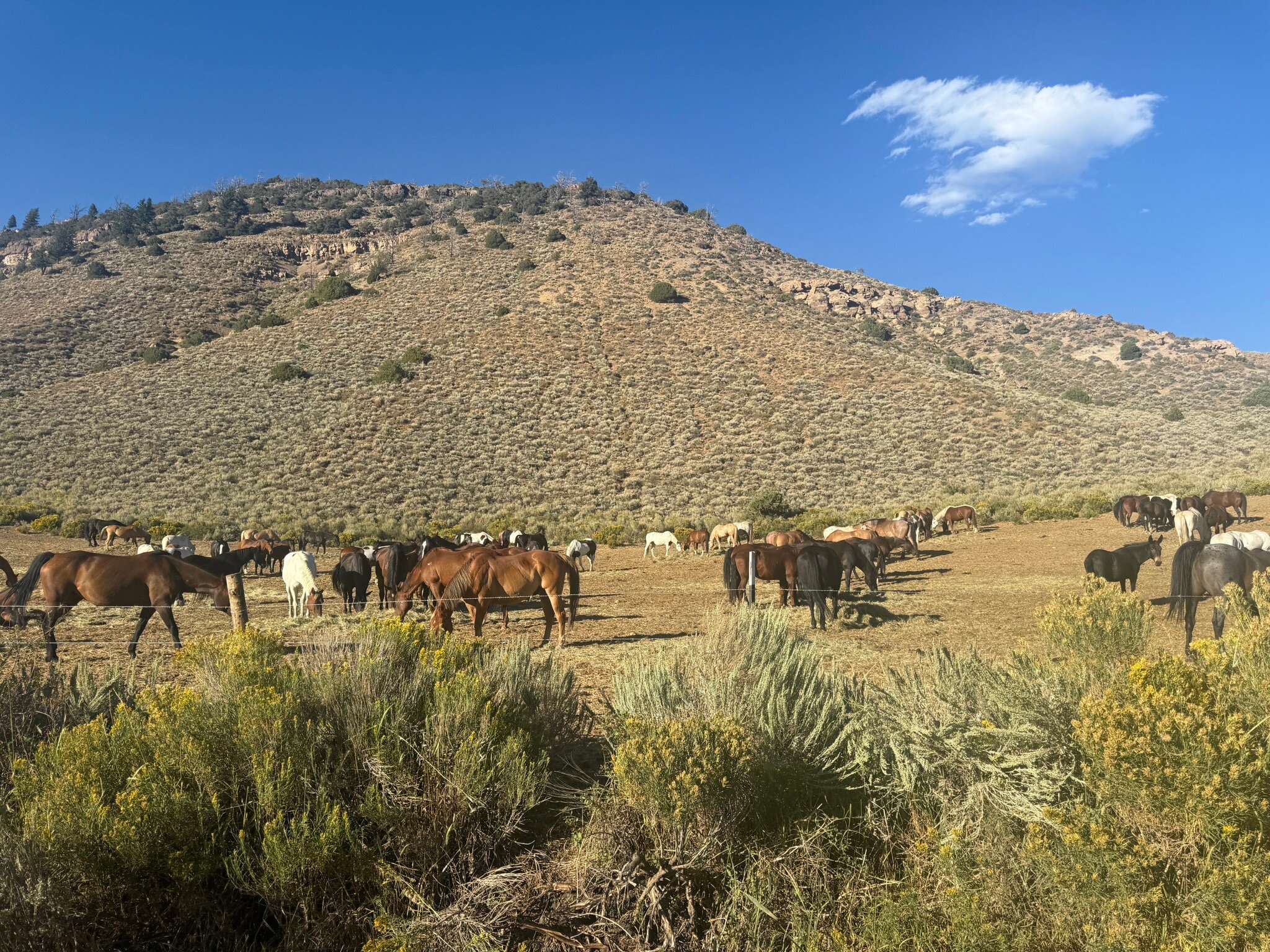 Drowsy Water Ranch-官方