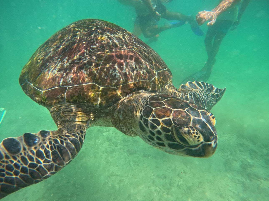 Mirissa Snorkling & Fishing Tours-美蕊沙必去景点