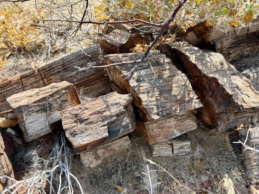 Petrified Forest-Khorixas必去景点
