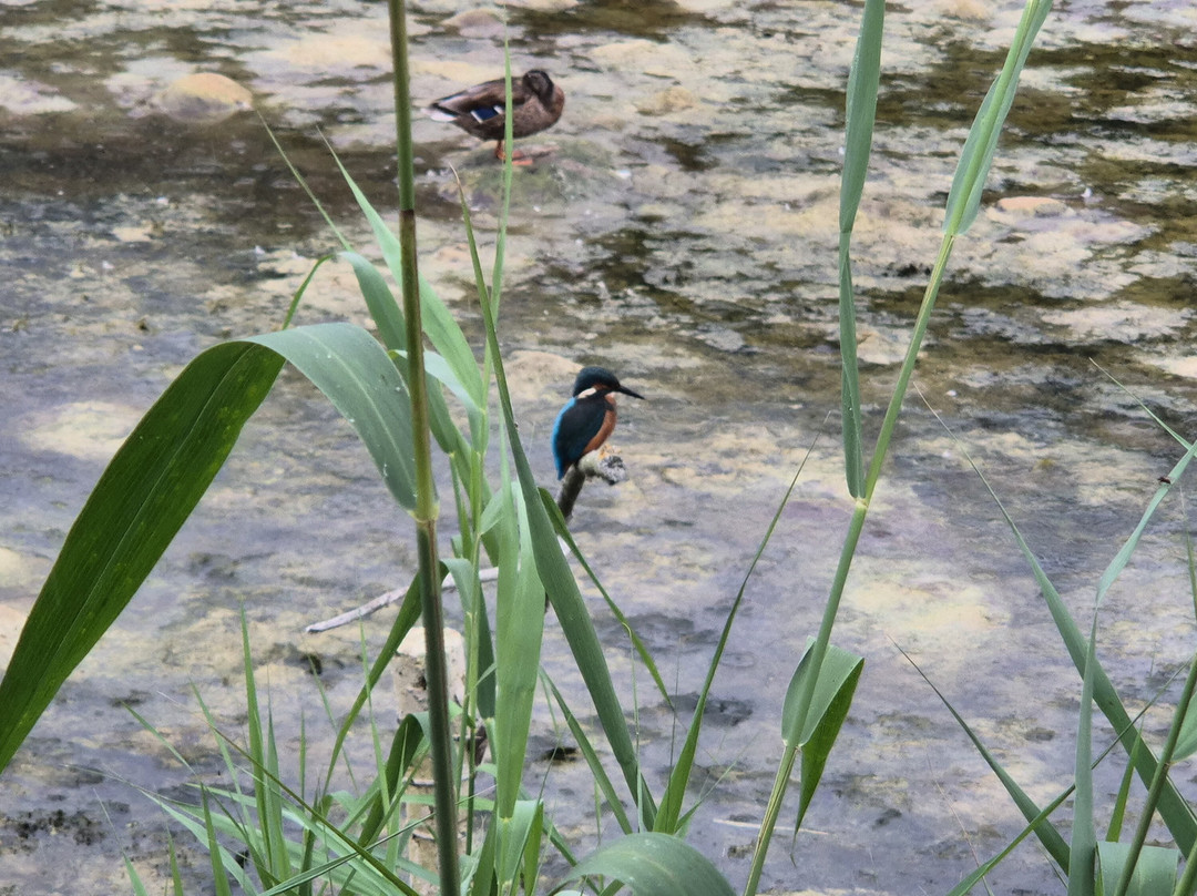Lakenheath Fen RSPB Reserve-Lakenheath必去景点