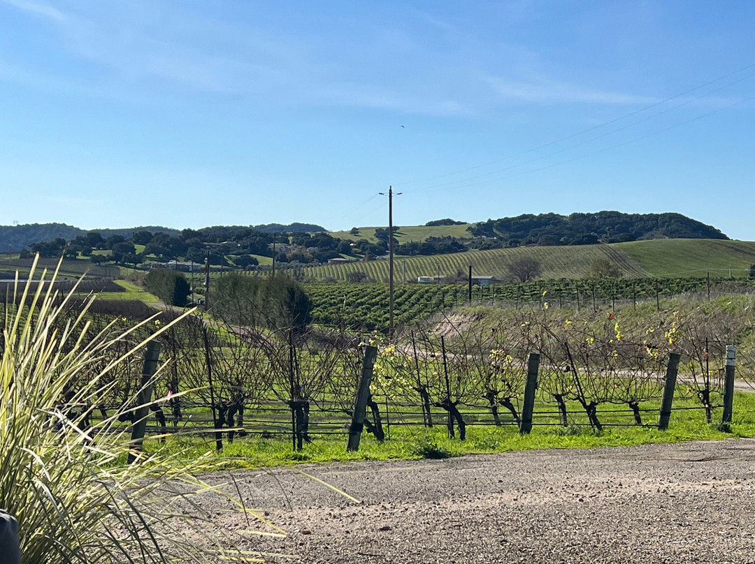 Chamisal Vineyards-圣路易斯-奥比斯波必去景点