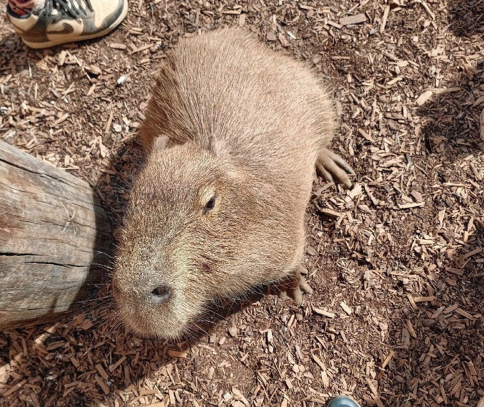 Millets Farm Falconry Centre-弗里福德希斯必去景点